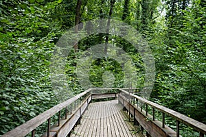 Mystic wood path in forest