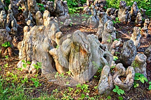 Mystical aerial roots of bald cypress as an abstract background