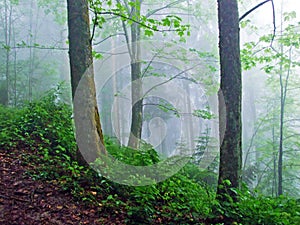 A mystical atmosphere in the misty forest of Hochhamm mountain, UrnÃÂ¤sch Urnaesch or Urnasch - Canton of Appenzell Ausserrhoden photo