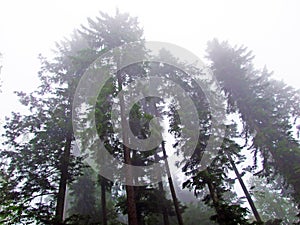 A mystical atmosphere in the misty forest of Hochhamm mountain, UrnÃ¤sch Urnaesch or Urnasch - Canton of Appenzell Ausserrhoden