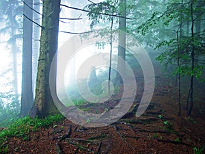 A mystical atmosphere in the misty forest of Hochhamm mountain, UrnÃ¤sch Urnaesch or Urnasch - Canton of Appenzell Ausserrhoden