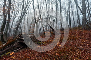 Mystical autumn forest in the fog