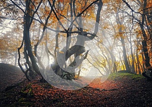 Mystical autumn forest in fog. Magical old trees in clouds