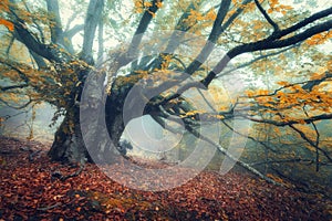 Mystical autumn forest in fog in the morning. Old Tree