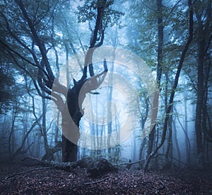 Mystical autumn forest in fog in the morning. Old Tree
