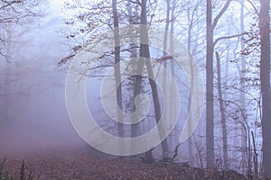 Mystical Autumn Forest