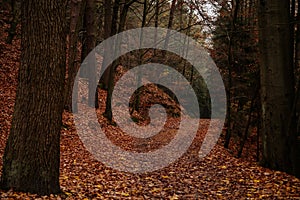 Mystical autumn forest landscape, beautiful fall color on the trails, road is covered with leaves, trees, Hiking Golden Trail of