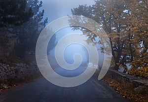 Mystical autumn forest with road in fog