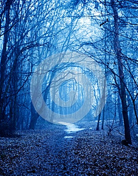 Mystical autumn forest with trail in blue fog. Beautiful landscape with trees, path, fog. Nature background. Foggy forest. Fairy