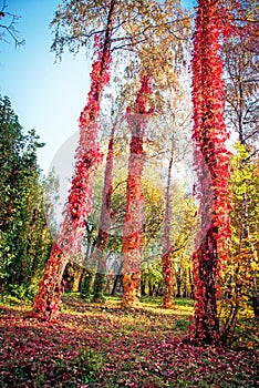 Mystical autumn landscape with colored leaves of wild grapes on trunks of trees like on palm in the woods