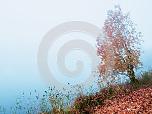 Mystical autumn landscape with fog in the Park.