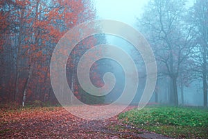 Mystical autumn landscape with fog in the Park.