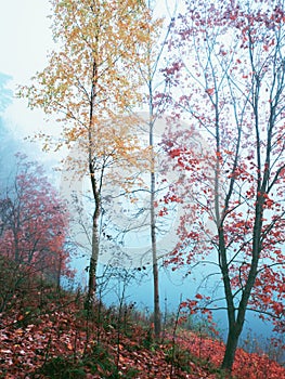 Mystical autumn landscape with fog in the Park.