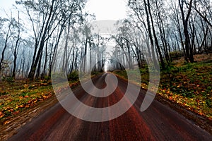 Mystical Autumn Morning,Autumn forest with fog in the morning. Beautiful nature scene.