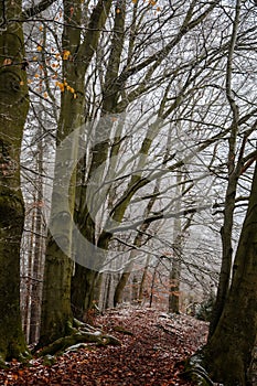 Mystical autumn or winter forest, beautiful fall color and snow on trails, road covered with leaves, trees, Hiking Golden Trail of