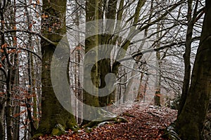 Mystical autumn or winter forest, beautiful fall color and snow on trails, road covered with leaves, trees, Hiking Golden Trail of