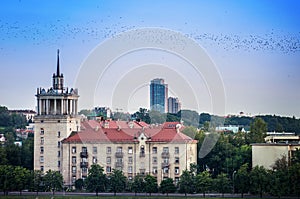 Mystical birds flight