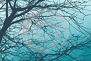 Mystical blue background. Silhouettes of trunks and branches