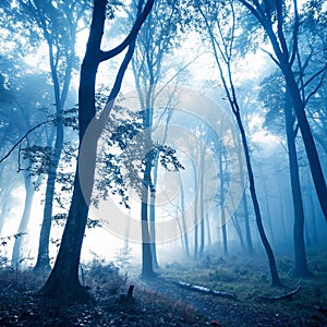 Forest under a blue layer of mist photo