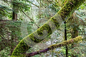 A Mystical Cedar Log Heavily Covered with Moss photo