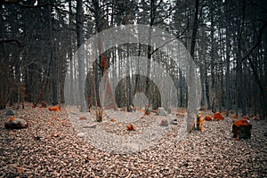 Mystical cemetery in the woods