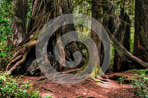 Mystical Clearing with old gnarled redwood tree. Redwood National Forest, Oregon