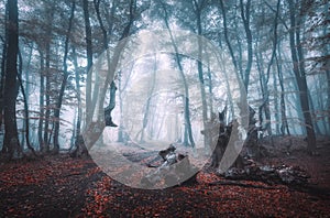 Mystical dark autumn forest with trail in blue fog