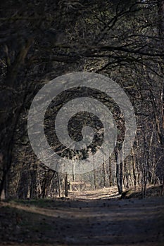 Mystical dark autumn forest with trail in blue fog. Landscape with enchanted trees with orange leaves on the branches