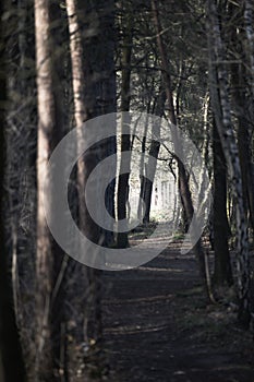 Mystical dark autumn forest with trail in blue fog. Landscape with enchanted trees with orange leaves on the branches