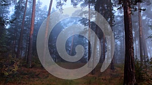 Mystical, dark, foggy pine forest. Beautiful background