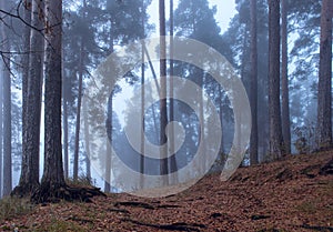 Mystical, dark, foggy pine forest. Beautiful background