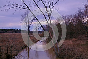  Mystical Dark River and Tree, Scary Mysterious Forest Twilight Sunset Spring Scary Nature, Creepy, Horror 