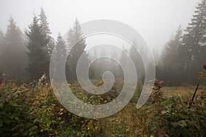 Mystical deep fog in a forest