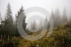 Mystical deep fog in a forest