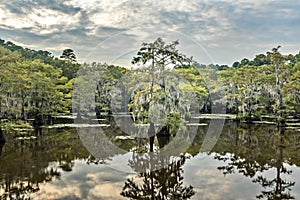 Mystical, fairytale like landscape inthe swamps of the Caddo Lake