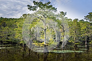 Mystical, fairytale like landscape inthe swamps of the Caddo Lake