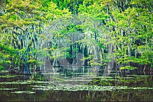 Mystical, fairytale like landscape inthe swamps of the Caddo Lake