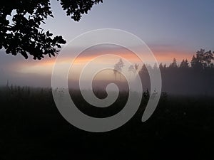 Mystical fog over the field