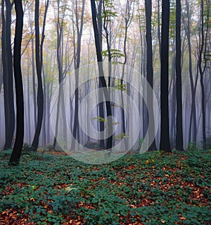 Mystical foggy forest of the beech trees. Autumn landscape. The early morning mist. Meadow covered with fallen orange leaves.