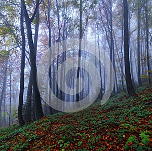 Mystical foggy forest of the beech trees. Autumn landscape. The early morning mist. Meadow covered with fallen orange leaves.