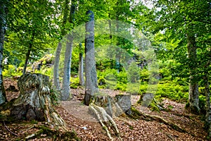 The mystical forest