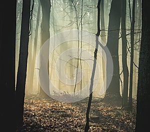 mystical forest with autumn trees in winter with sunlight penetrating through the trees at sunrise