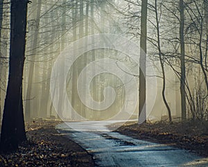 mystical forest with autumn trees in winter with sunlight penetrating through the trees at sunrise