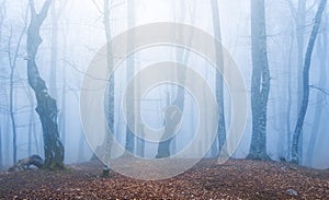 Mystical forest in a dense blye mist photo