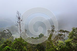 Mystical forest in fog