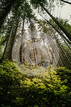 Mystical forest in fog in autumn. Misty landscape with spruce. Fairy tale spooky looking woods in a misty day. Primeral forest in