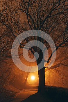 Mystical forest park after dark and tree silhouette