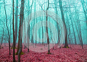 Mystical forest in red and turquoise