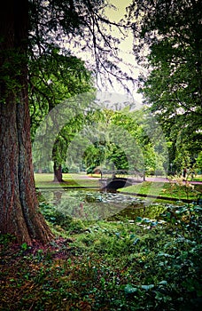 Mystical forest with tree trunk and old bridge over the canal. As in fairy tales