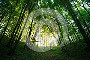 Mystical green forest in back-lit of sun